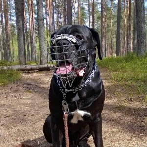 Металлический намордник сетка для кобеля кане-корсо